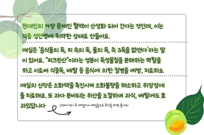 매실액기스 효능 해독 작용 숙취 건강 효과 정리_6