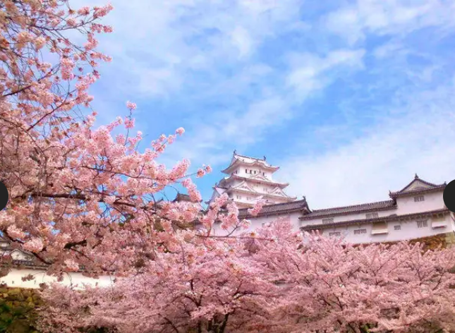 2026 벚꽃 개화시기 전국 지도 확인 및 서울 경주 진해 벚꽃 축제 명소 구경하기 좋은 곳 추천