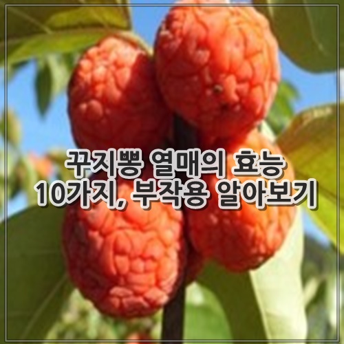 꾸지뽕 열매의 효능 10가지, 부작용 알아보기