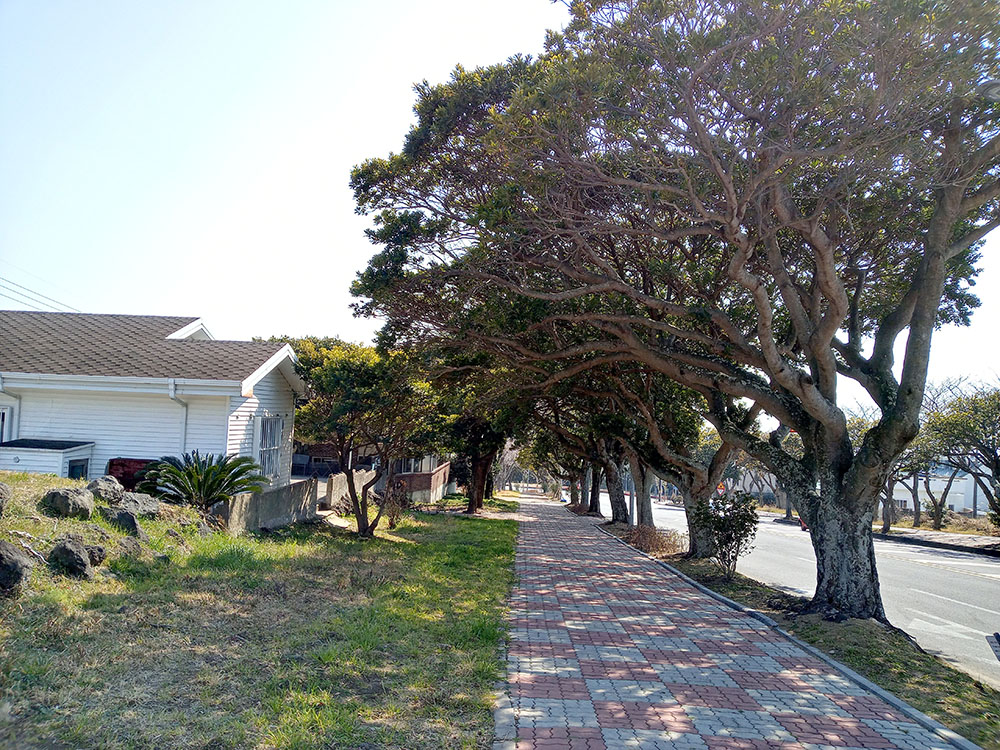 제주 서귀포 신시가지 후박나무