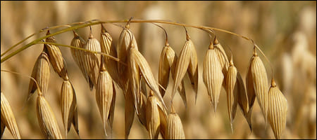 수확 전 귀리의 모습