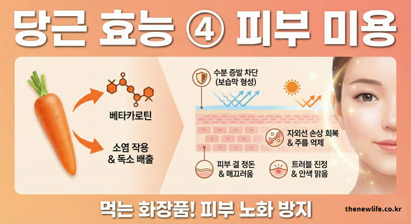 당근 효능 피부 미용 - 베타카로틴이 피부 보호막을 형성하여 수분 증발을 막고 자외선 손상을 회복하며 주름을 억제하는 과정
