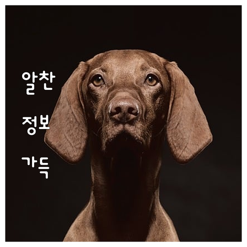 내 손안의 상생페이백 챗봇, 24시간..