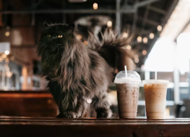 실내 동물카페 창업에 대하여 알아보기