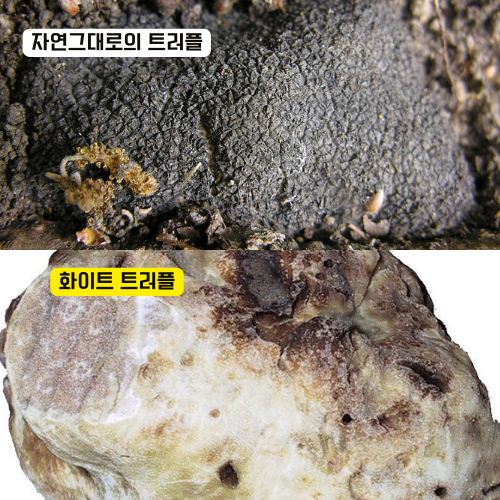 트러플에-대한-이해를-돕기-위한-사진