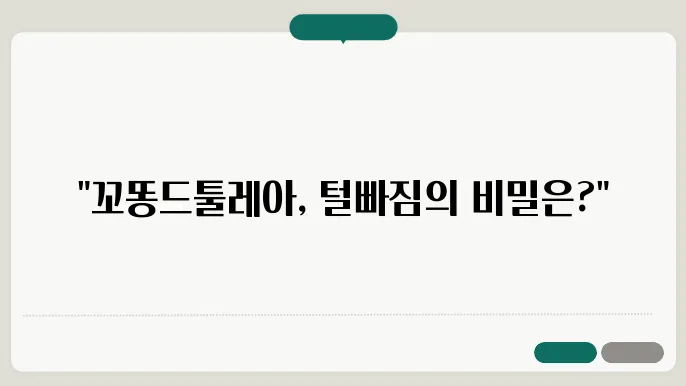 꼬똥드툴레아 털빠짐 알아보기