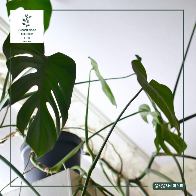 몬스테라 수형 잡기의 중요성
