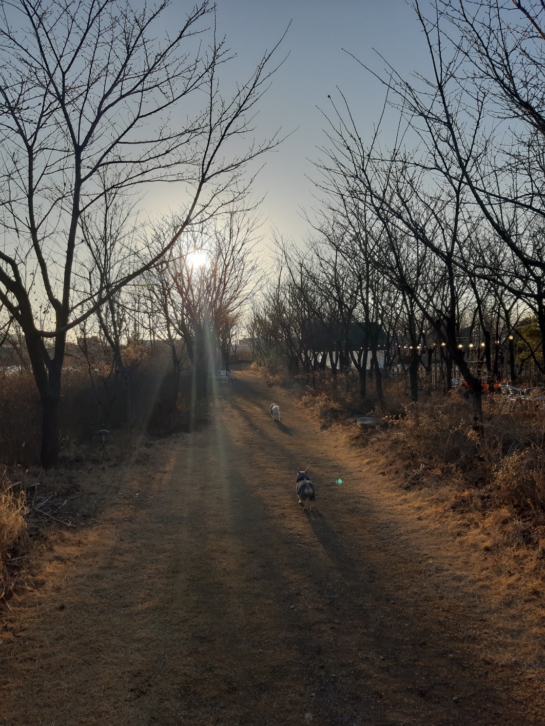 힐링그라운드 반려견 동반 카페 전경