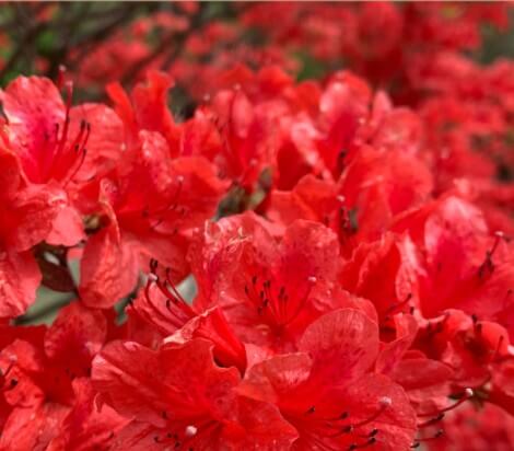 화담숲 모노레일 예매하기