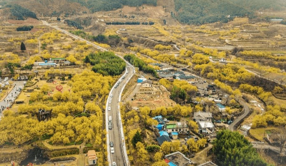 구례산수유 매화축제