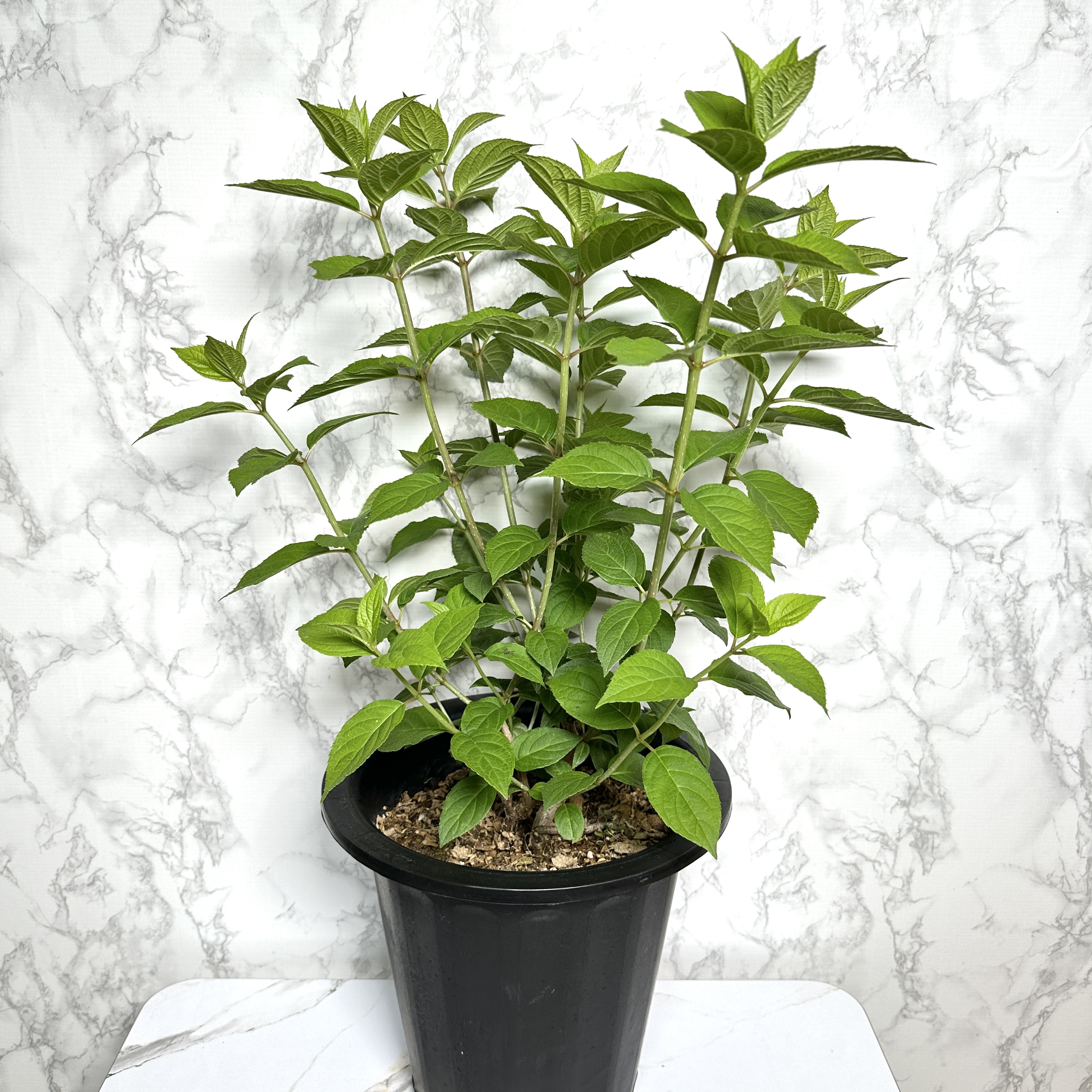 라임라이트 수국 키우기 목수국