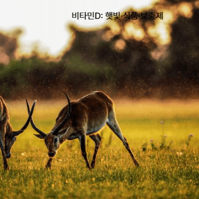 골다공증 영양제 추천｜칼슘&middot;비타민D&middot;마그네슘 (2025 최신)