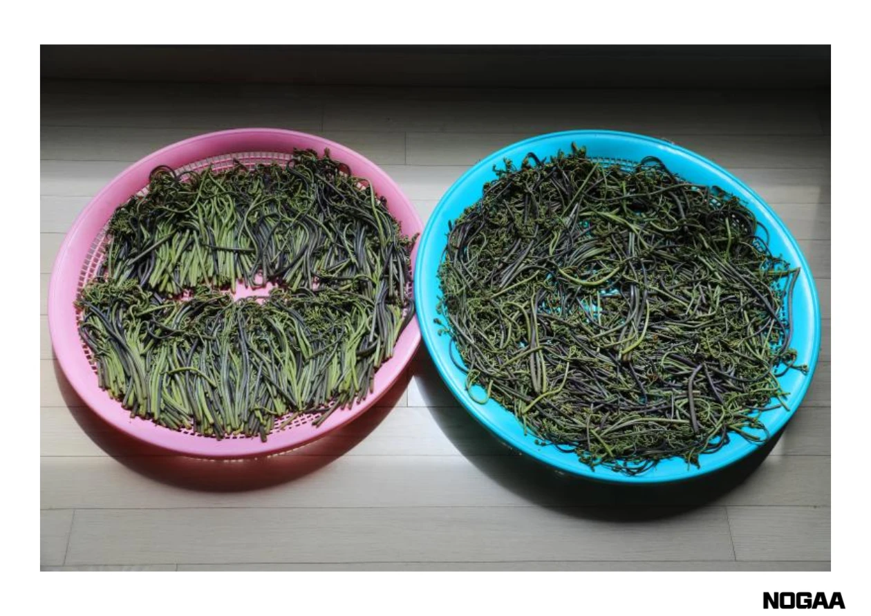 고사리를 활용한 요리법