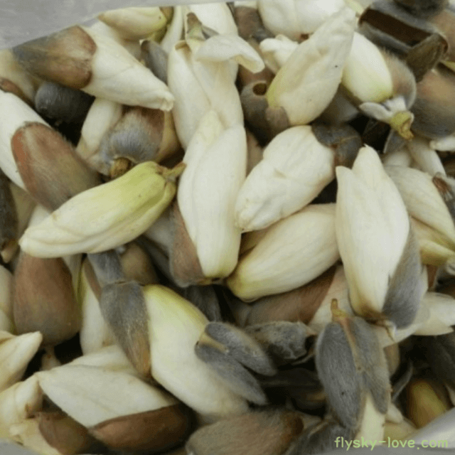 비염에 효과적인 목련꽃, 신이화