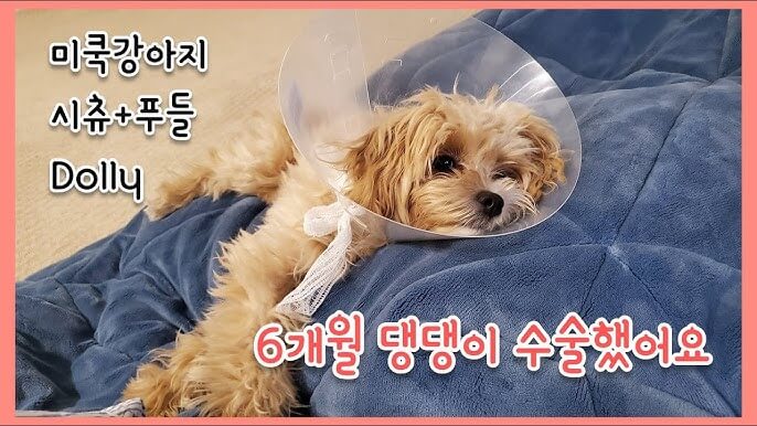 강아지 중성화 수술 시기, 장단점