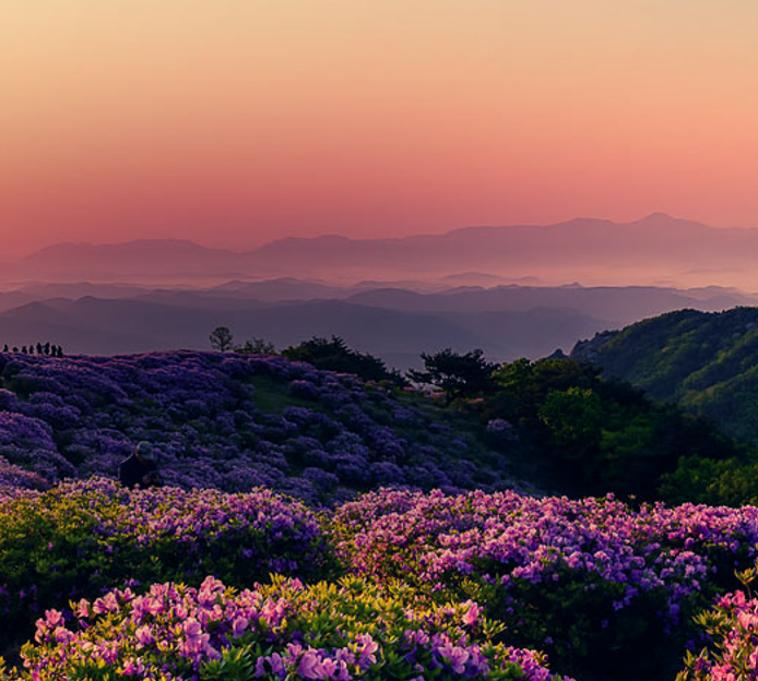 봄꽃 보기 좋은곳