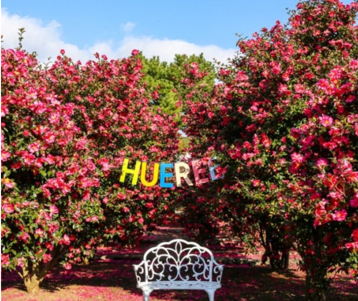 제주 휴애리 동백 축제