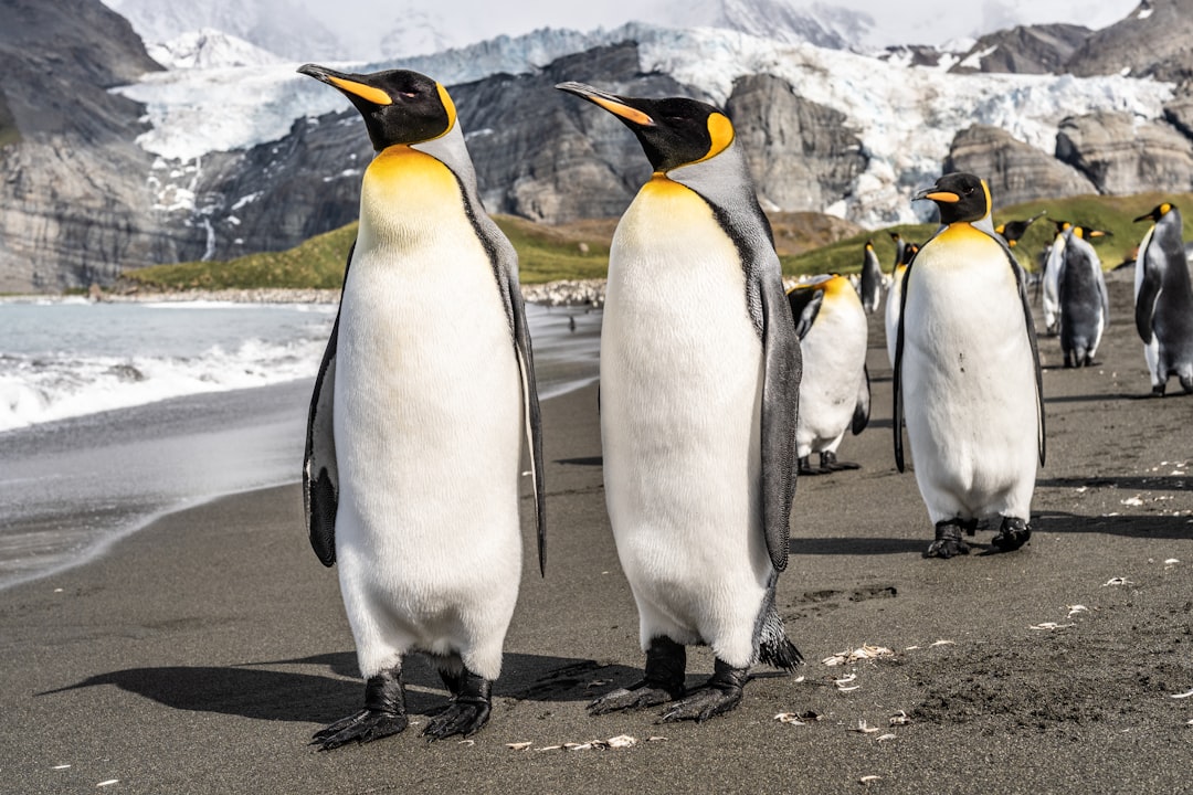 Penguins