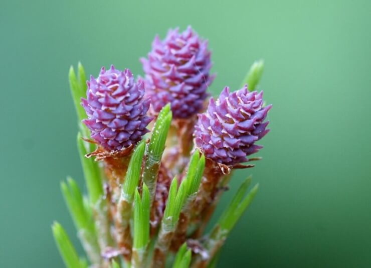 소나무 꽃이 흐드러지게 피어있다