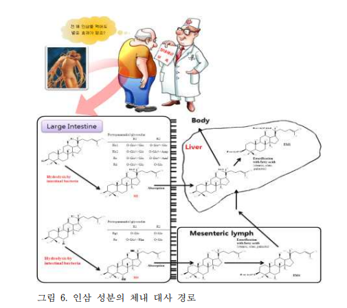 인삼 성분의 체내 대사경로