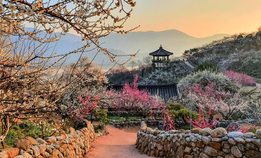 3월에 가볼 만한 국내 여행지 BEST 7 (봄꽃 명소 포함)