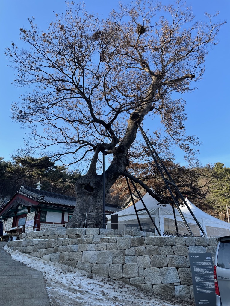 1300년된 할아버지 할머니 느티나무 문화재