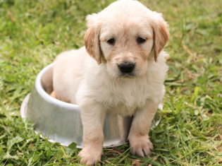 강아지가 삶은 순대나 간을 먹어도 될까? (배달 족발)