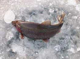 평창 송어 축제 2025 기간, 입장료, 텐트 낚시 예약에서 사람들이 잡은 송어의 모습