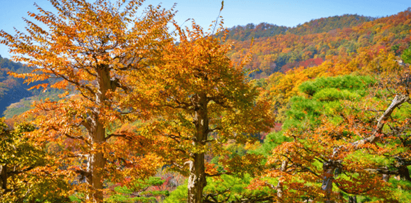 단풍여행 단풍트레킹 당일버스 여행