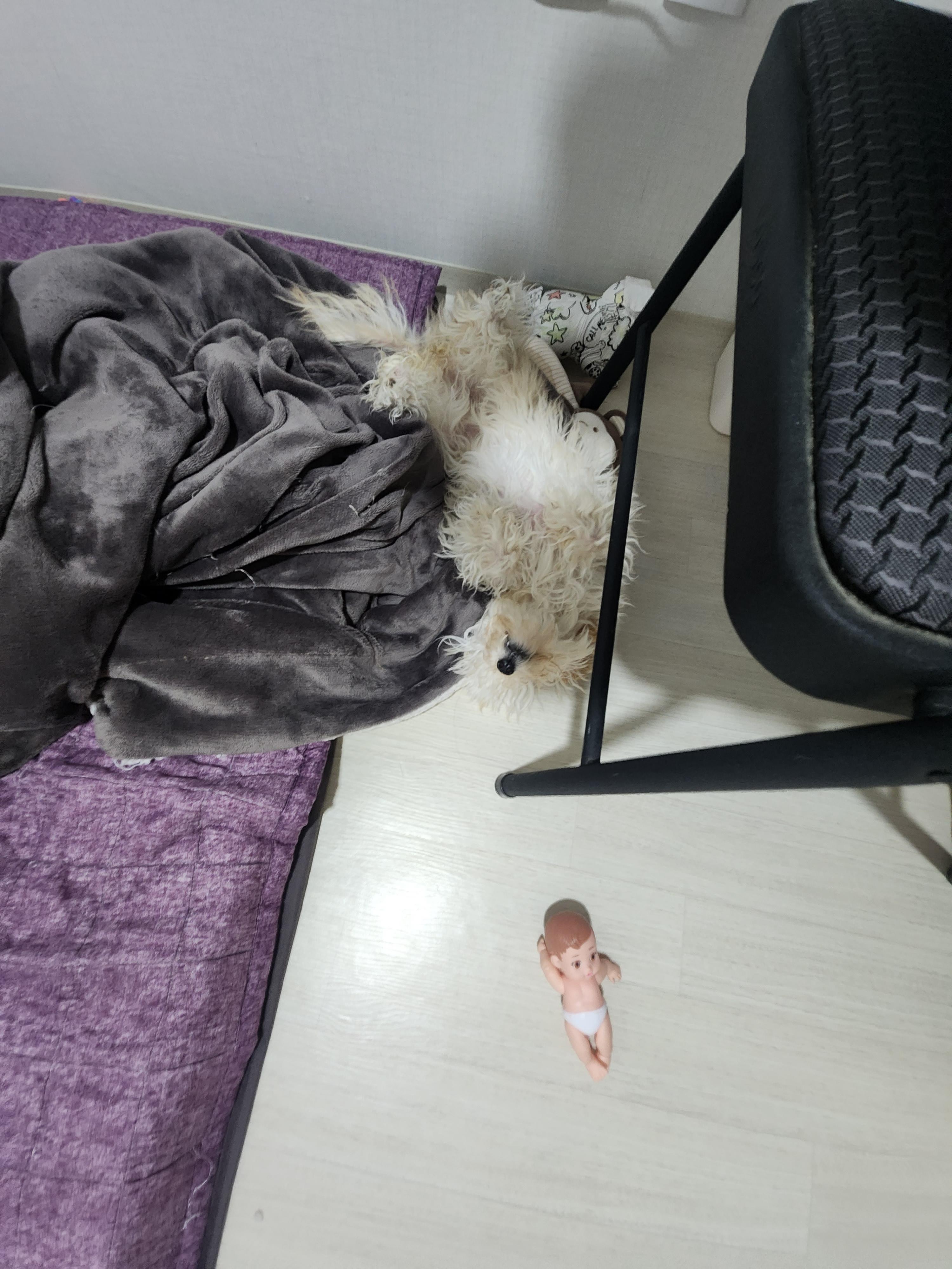 크림푸들 나리