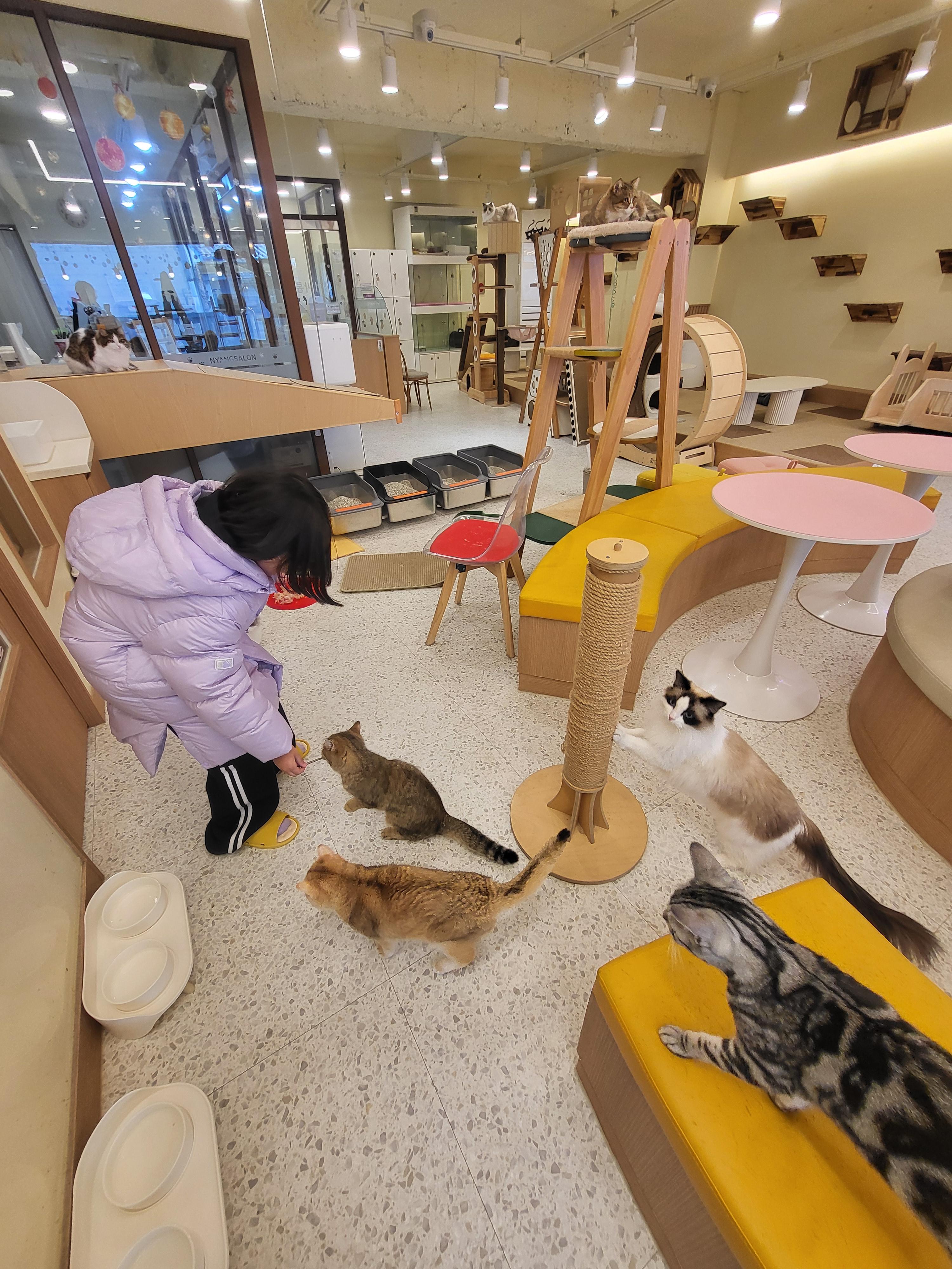 청주 성안길 아이와 가볼만한 곳&amp;#44; 고양이 카페 &amp;#39;냥이싸롱&amp;#39; 힐링 후기 (입장료/간식/방학나들이)