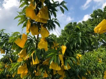 복숭아 재배 꽃 솎기 잎 따기 갈반병 방제_10