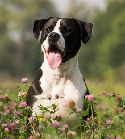 2025년 6월 개띠 생년별 운세