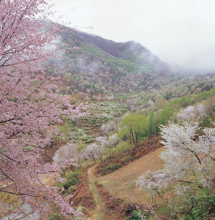 2024 금산 보곡산골 산벚꽃축제 기본정보와 프로그램 소개