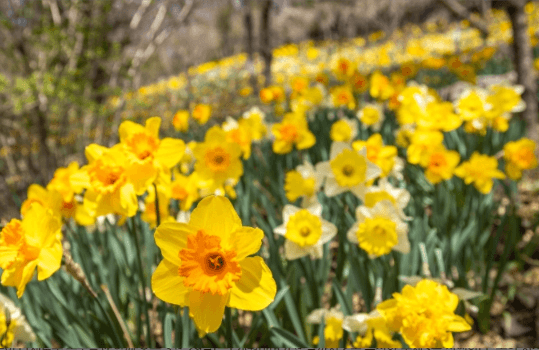 4월 축제 하는곳