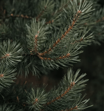 밀토제놀 효능 - 소나무 껍질