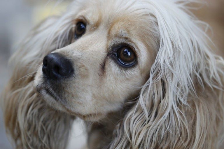 눈물 흘리는 강아지