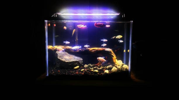 현대인이 사랑하는 반려동물 TOP10, 이유는?