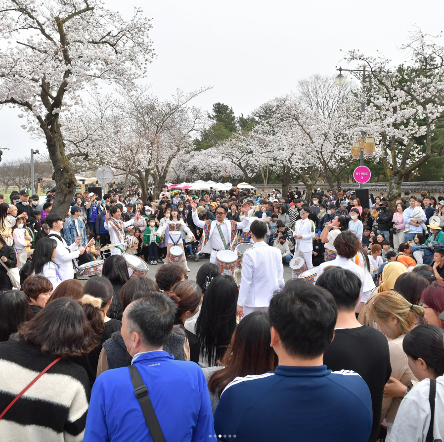 경주 벚꽃 축제
