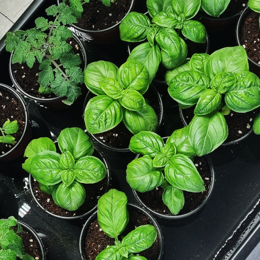 초파리없애는방법-허브-바질