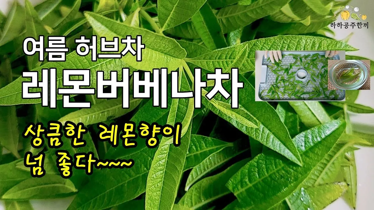 레몬버베나 효능 부작용 권장 섭취량_4
