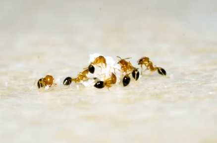 개미 없애는 퇴치 방법