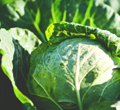 양배추 효능과 부작용 칼로리