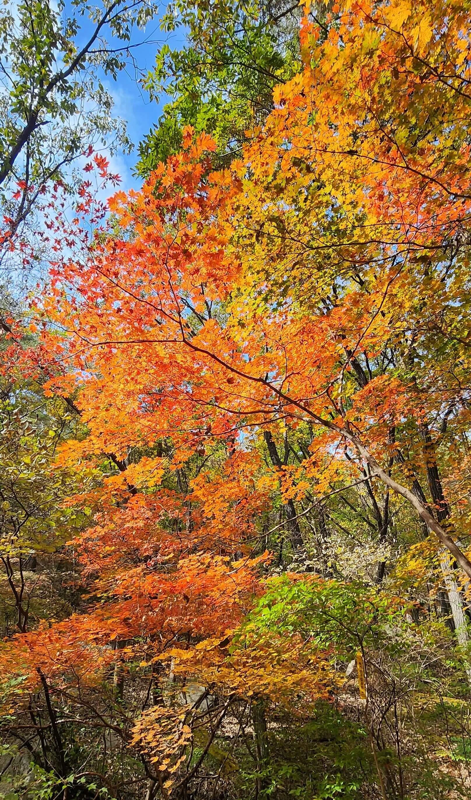 칠보산 하산길의 단풍모습