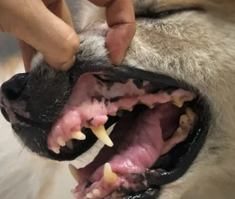 강아지 스케일링 주기와 필요성 마취 괜찮을까요?