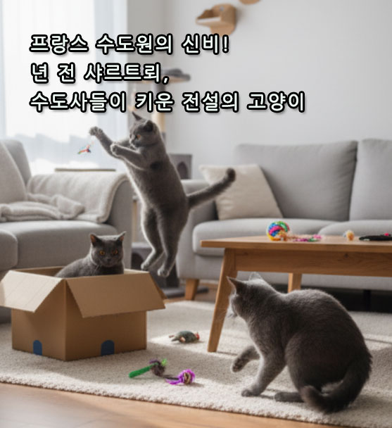 프랑스 수도원의 신비! 800년 전 샤르트뢰, 수도사들이 키운 전설의 고양이