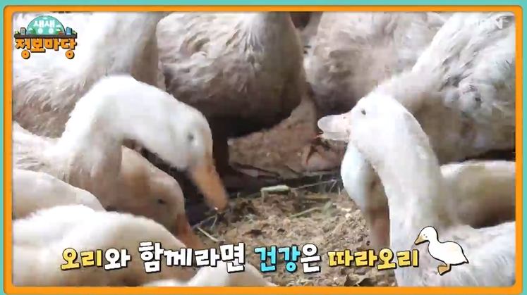 현장치고 전국택배 예천 홍삼 유황오리, 환절기 보양식 종결자 항아리 참숯 오리 바베큐 요리 한상 북한산 정릉 맛집 추천