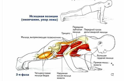 The Push-Up(푸시업)