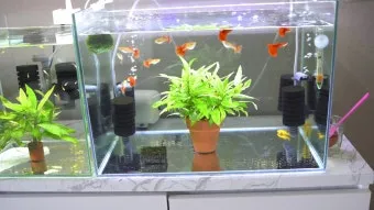 구피 키우기와 건강하게 번식시키는 팁_22