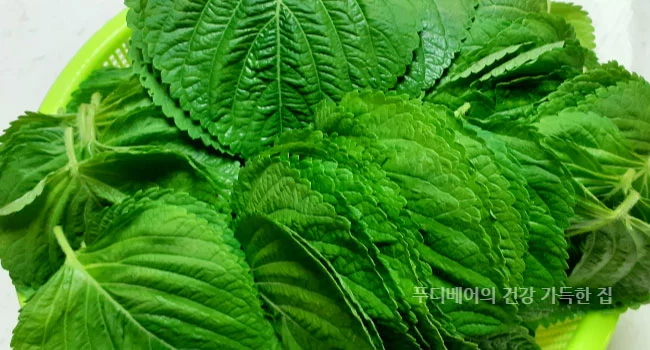 씻은-꺳잎을-채반에-밭쳐-놓은-모습